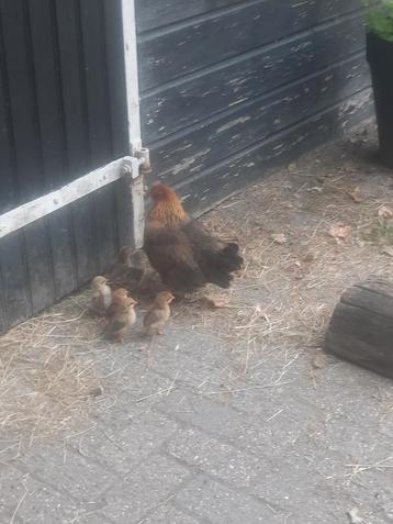 Kip en haan met kuikens beschikbaar voor biedingen