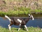 Hoornloze bok, Dieren en Toebehoren, Schapen, Geiten en Varkens, Mannelijk, Geit