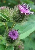 Zaden Arctium lappa, Tuin en Terras, Bloembollen en Zaden, Ophalen of Verzenden, Zaad