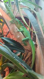 1.1 Anolis garmani koppel (Houten), Hagedis, 0 tot 2 jaar