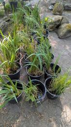 Vijverplanten, Tuin en Terras, Vijvers, Ophalen, Nieuw