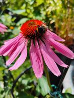 Echinacea Double Decker bloem zaden, Tuin en Terras, Verzenden, Voorjaar, Volle zon, Zaad