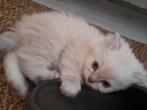 Siberische kittens, Dieren en Toebehoren, Meerdere dieren, Ontwormd