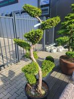 Thuja occ Brabant Bonsai, Tuin en Terras, Bloeit niet, Overige soorten, 100 tot 250 cm, Ophalen