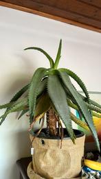 Grote aloe verax 17 jaar oud, Ophalen, 100 tot 150 cm, Halfschaduw, In pot