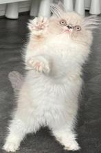 🐾 Perzisch met lief neusje & Brits Korthaar zoeken liefde!, Dieren en Toebehoren, Katten en Kittens | Raskatten | Langhaar, Poes