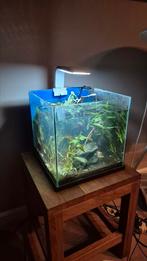 Leuk klein garnalen aquarium, Dieren en Toebehoren, Vissen | Aquaria en Toebehoren, Ophalen of Verzenden, Gebruikt, Gevuld zoetwateraquarium