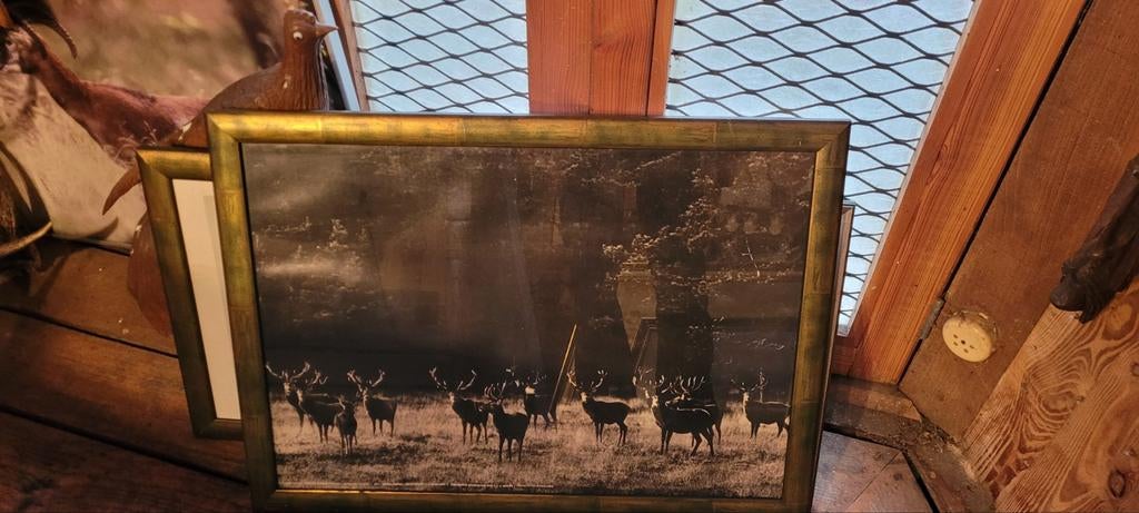 Jacht schilderijen   ree hert jagen Veluwe jager, Ophalen, Hert, Beeldje of Figuurtje