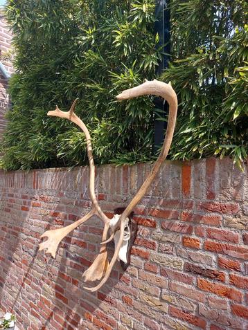 Schedel rendier xxxl gewei taxidermy opgezette hert jacht beschikbaar voor biedingen