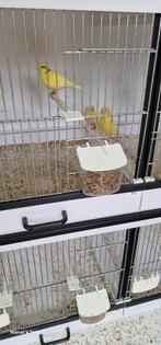 3 gele kanaries van 2025, Dieren en Toebehoren, Vogels | Kanaries, Meerdere dieren, Kleurkanarie