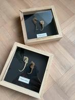 Kader met opgezette zeepaardjes, Ophalen of Verzenden, Gebruikt, Opgezet dier