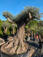 XXL Olijfboom Marteño Arbequino 350 jaar oud, 100 tot 250 cm, Olijfboom, Zomer, Ophalen