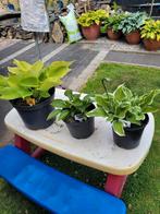 Diverse soorten hosta's, Ophalen, Zomer, Overige soorten, Halfschaduw