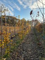 Ginkgo Biloba (Japanse Notenboom), Tuin en Terras, Planten | Bomen, Bloeit niet, Overige soorten, 100 tot 250 cm, Ophalen
