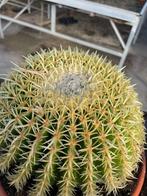 Cactus Echinocactus grusonii var. intermedius hort. 26cm pot, Ophalen of Verzenden, Minder dan 100 cm, Bloeiende kamerplant, Volle zon