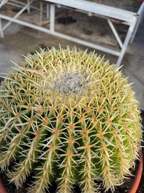 Cactus Echinocactus grusonii var. intermedius hort. 26cm pot, Huis en Inrichting, Kamerplanten, Cactus, Minder dan 100 cm, Bloeiende kamerplant