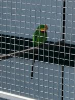 Barraband Bewezen Wildkl kans-spl. opaline '10xCinnamon '19, Meerdere dieren, Parkiet