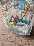 Mooie Vogelkooi, Mannelijk, Parkiet