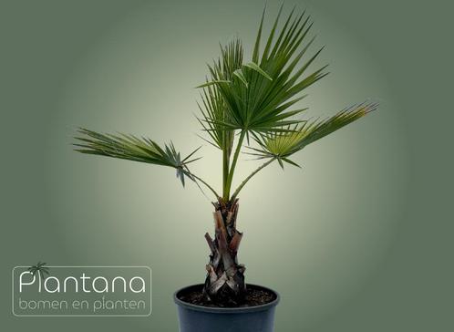 Washingtonia robusta (Mexicaanse waaierpalm), Tuin en Terras, Planten | Bomen, Palmboom, In pot, Ophalen