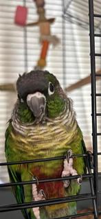 Pyrrhura te koop (Lees voor het reageren de omschrijving), Mannelijk, Parkiet, Geringd