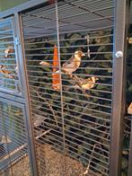 Major Putters 2025, Dieren en Toebehoren, Vogels | Overige Vogels, Meerdere dieren, Wildzangvogel, Geringd