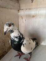 Doffer, Dieren en Toebehoren