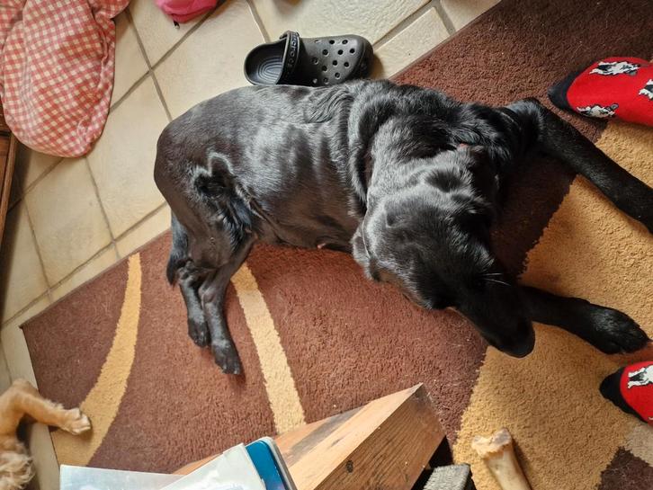 Labrador pups verwacht rond 7 dec, Dieren en Toebehoren, Honden | Retrievers, Spaniëls en Waterhonden, Meerdere dieren, Labrador retriever