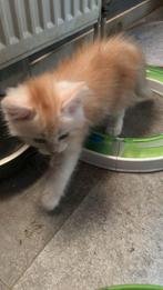Maine Coon Kittens, Dieren en Toebehoren, Katten en Kittens | Raskatten | Langhaar, Meerdere dieren, Ontwormd, 0 tot 2 jaar