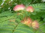 Perzisch Slaapboompje (Albizia), Tuin en Terras, Overige soorten, Zomer, Ophalen, Volle zon