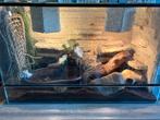 Terraruim 80 cm, Dieren en Toebehoren, Reptielen en Amfibieën | Toebehoren, Ophalen of Verzenden, Zo goed als nieuw, Terrarium of Paludarium