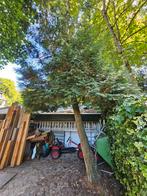 Conifeer weghalen voor hout, Ophalen, Bloeit niet, Halfschaduw, Overige soorten