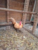 Gratis Hanen 4x, Dieren en Toebehoren, Pluimvee, Mannelijk, Kip