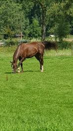 Te koop Gelderspaard, 170 tot 175 cm, Recreatiepaard, 11 jaar of ouder, Gechipt