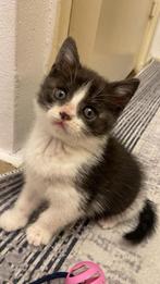 half britse korthaar katt ( incl. katten accessoires), Ophalen