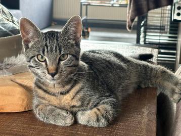 Super lief aanhankelijke cyprus katertje beschikbaar voor biedingen