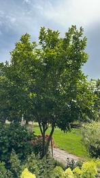 Magnolia, Tuin en Terras, Planten | Bomen, Ophalen, Lente, Volle zon, Overige soorten