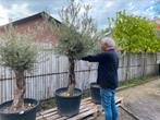 Unieke kans !! Wegens annulering export order !!, Tuin en Terras, Planten | Bomen, In pot, Olijfboom, Zomer, Volle zon