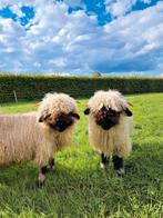Mooie walliser schwarznase ramlammeren, Dieren en Toebehoren, Schapen, Geiten en Varkens, Mannelijk, Schaap, 0 tot 2 jaar