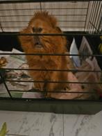 Goed huis gezocht voor 2 mannelijke cavias, Dieren en Toebehoren, Knaagdieren, Cavia, Juni, Mannelijk, Tam