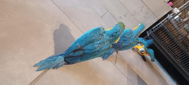 3 tamme blauw gele ara jongen, Dieren en Toebehoren, Vogels | Parkieten en Papegaaien, Papegaai, Meerdere dieren, Tam, Geringd