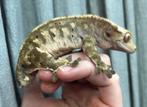 Wimpergekko / crested gecko harlequin dalmation man 1.0, Dieren en Toebehoren, Reptielen en Amfibieën, Hagedis, Tam, 3 tot 6 jaar