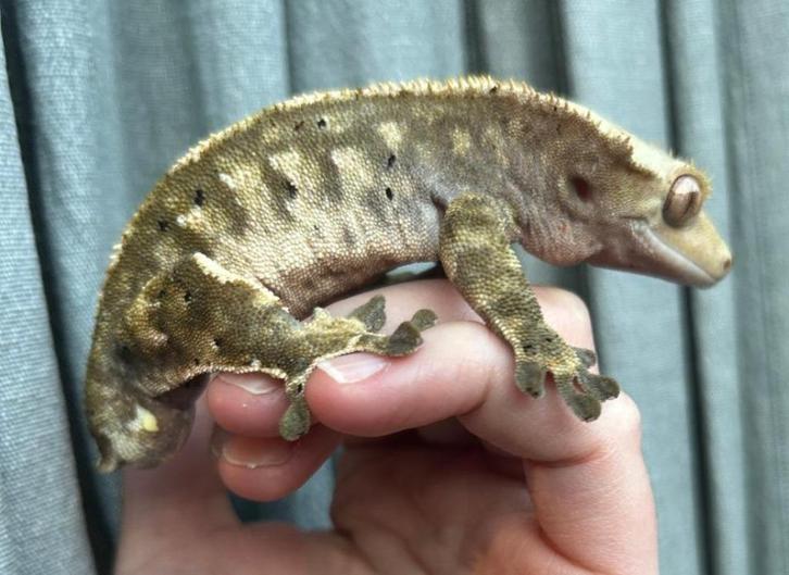 Wimpergekko / crested gecko harlequin dalmation man 1.0