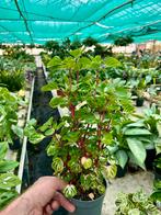 Iresine herbstii 'Rich Funny Gold' Kamerplant, Overige soorten, In pot, Minder dan 100 cm, Groene kamerplant
