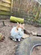 Lieve rustige Konijntje, Dieren en Toebehoren, Vrouwelijk