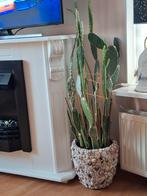 Grote  cactus  in pot(opuntia), Ophalen, Cactus, In pot, Minder dan 100 cm
