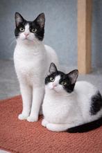 Hele lieve kitten 6mnd (V & M)Gester/Gecastr/Ingeënt/Gechipt, Meerdere dieren, Kortharig, 0 tot 2 jaar