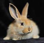 Duitse reuzen Rambo junior bloedlijn Rammetjes., Dieren en Toebehoren, Konijnen, Meerdere dieren, Groot, 0 tot 2 jaar