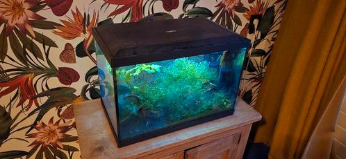 Aquarium superfish 60L + crystal red garnalen, Dieren en Toebehoren, Vissen | Aquariumvissen, Kreeft, Krab of Garnaal