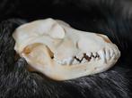 Schedel Doberman reu, Ophalen of Verzenden, Zo goed als nieuw, Schedel
