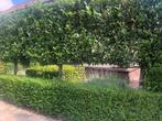 LAURIER LEIBOOM, Prunus, NU v.a. € 159,50 /st, zeer mooi!!, In pot, Halfschaduw, 250 tot 400 cm, Leiboom
